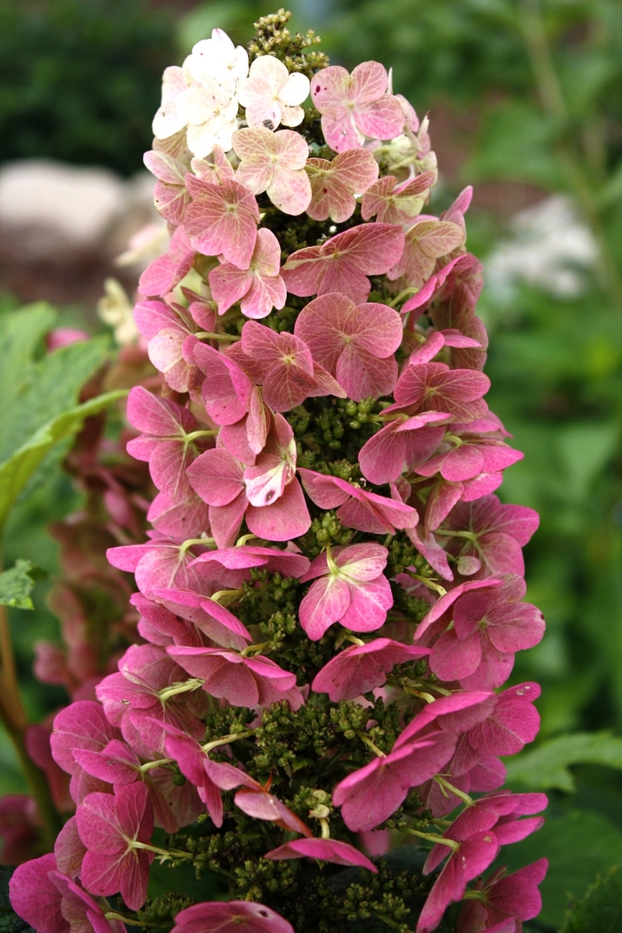 Jetstream&trade; Oakleaf Hydrangea - Hydrangea quercifolia 'PIIHQ-I' PP25,319 (Oakleaf Hydrangea) from EC Browns Nursery