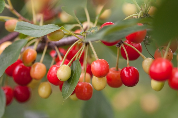 Sweet Cherry Pie™ Cherry - Prunus hybrid from EC Browns Nursery