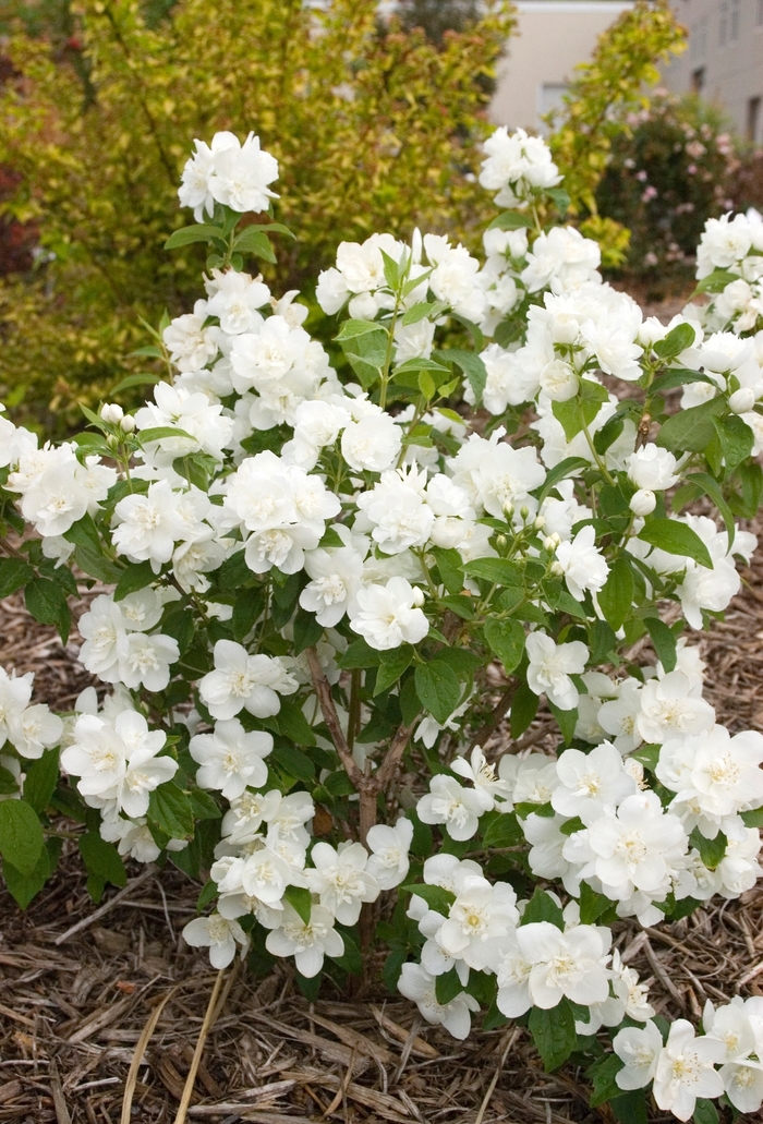 Snow White™ - Philadelphus hybrid from EC Browns Nursery