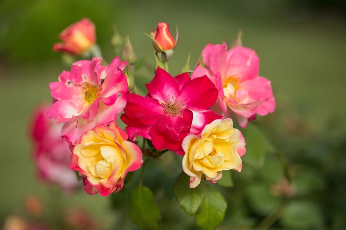 'Campfire' - Rosa hybrid from EC Browns Nursery