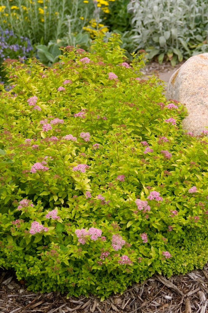 Sundrop™ Spirea - Spiraea x 'Bailcarol' from EC Browns Nursery
