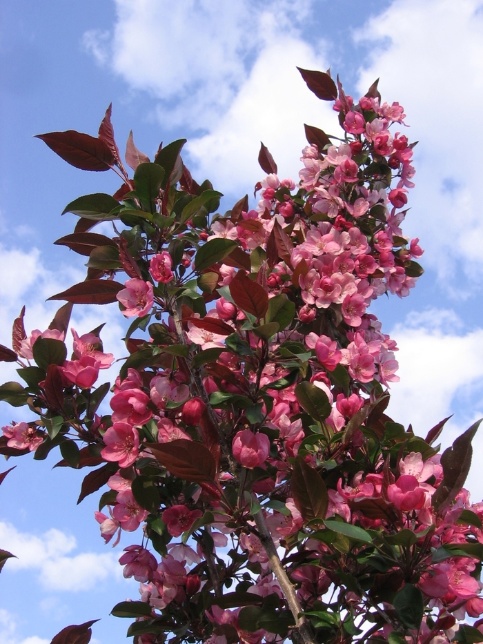 Gladiator™ Crabapple - Malus x adstringens from EC Browns Nursery