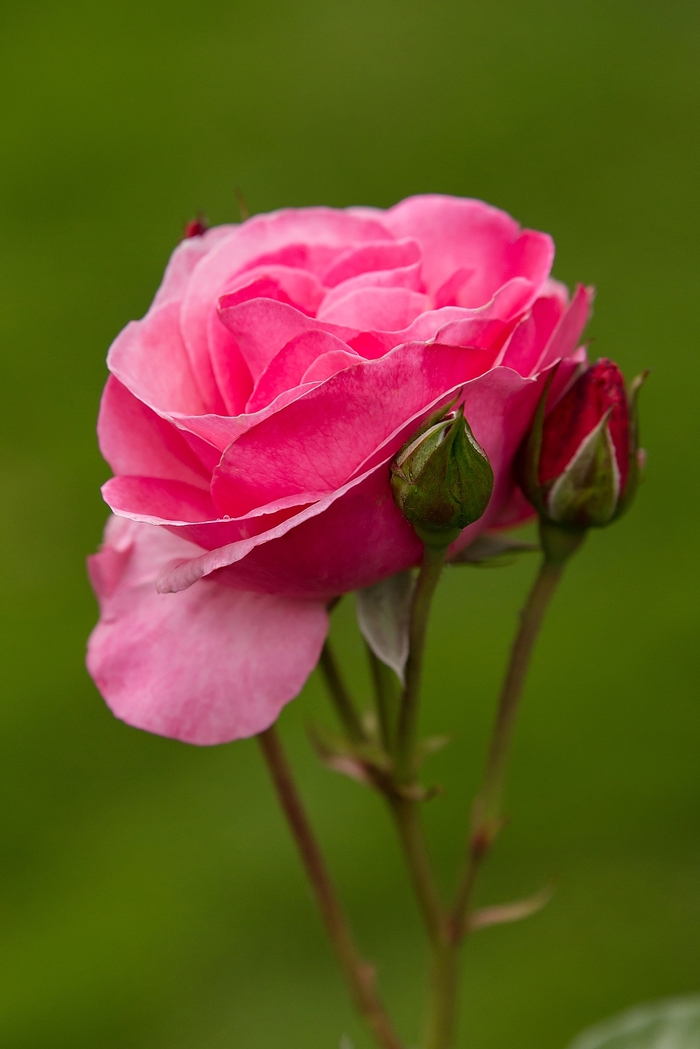 Easy Elegance® 'Grandma's Blessing' Rose - Rosa 'BAIing' PP16993 from EC Browns Nursery