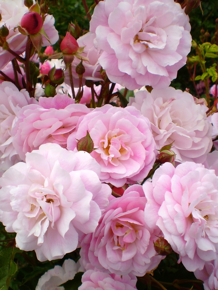 Easy Elegance&reg; 'Head over Heels' Rose - Rosa hybrid from EC Browns Nursery