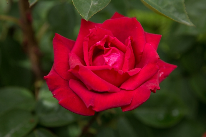 Easy Elegance&reg; Kashmir - Rosa (Rose) from EC Browns Nursery