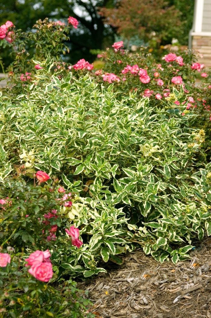 Cool Splash® Dwarf Bush Honeysuckle - Diervilla sessilifolia LPDC Podaras from EC Browns Nursery