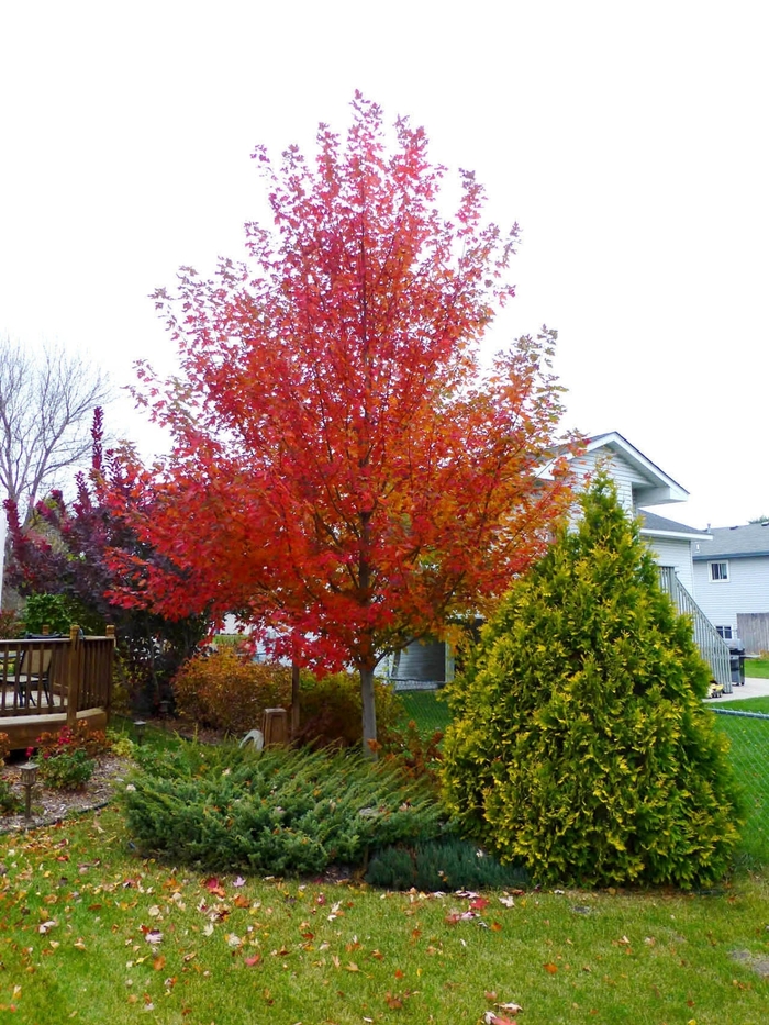 Matador™ Maple - Acer x freemanii from EC Browns Nursery