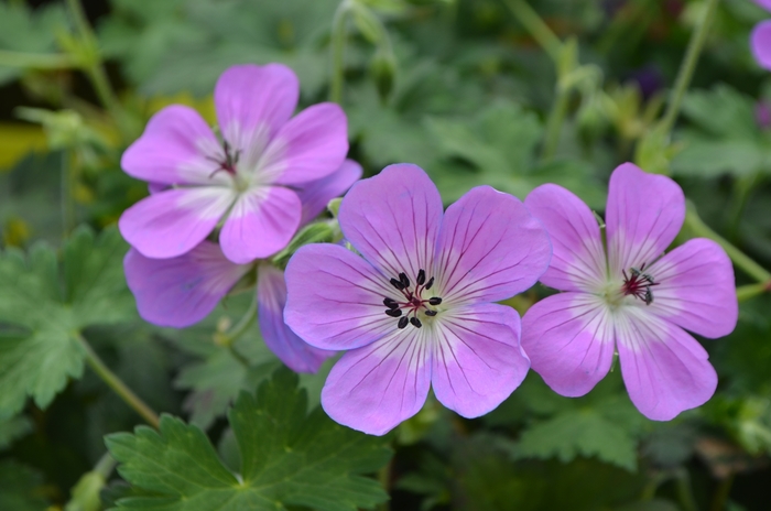 'Bloom Time' Cranesbill - Geranium from EC Browns Nursery