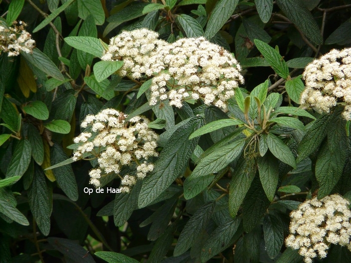 Burkwood Viburnum - Viburnum x burkwoodii from EC Browns Nursery