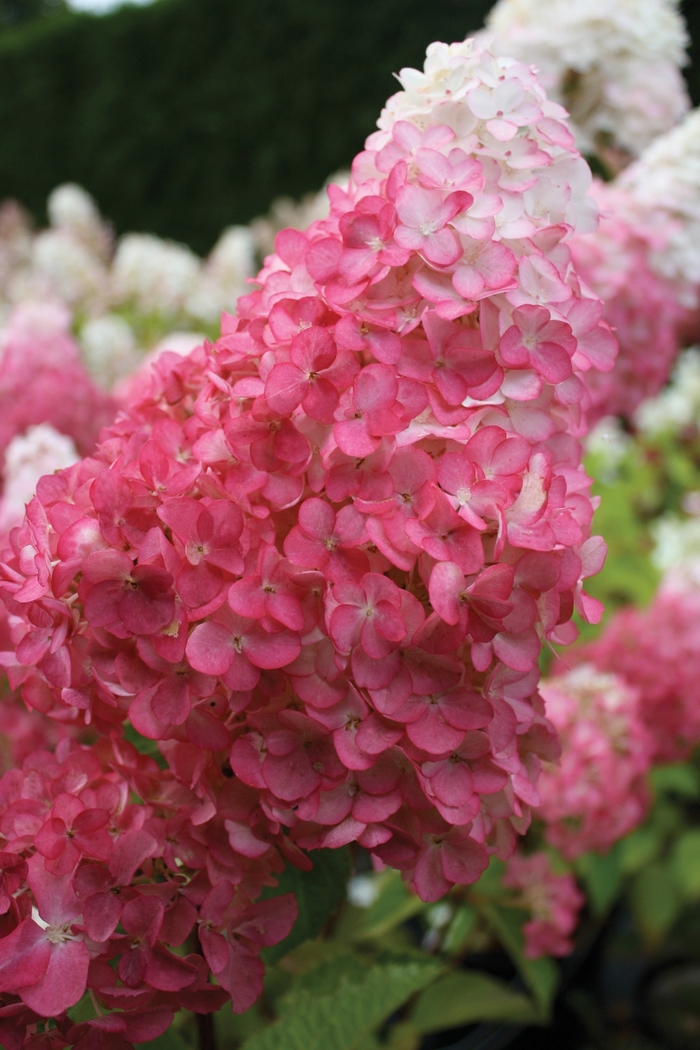 Vanilla Strawberry™ Hydrangea - Hydrangea paniculata Renhy COPY from EC Browns Nursery
