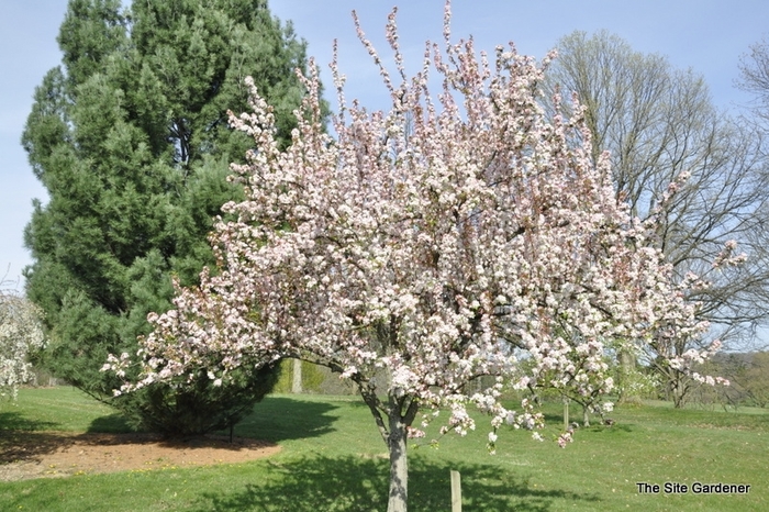 Red Jewel&trade; - Malus hybrid from EC Browns Nursery