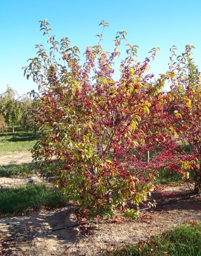 Redbud crabapple - Malus x zumi var. calocarpa from EC Browns Nursery