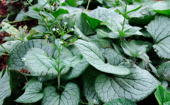 Sea Heart Forget-me-Not - Brunnera macrophylla 'Sea Heart' PP24684 (Forget-me-Not) from EC Browns Nursery