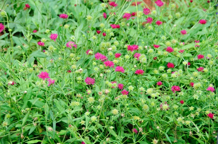 'Red Knight' Red Pincushion Flower - Knautia macedonica from EC Browns Nursery