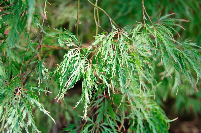 Japanese Cut-Leaf Maple - Acer palmatum dissectum 'Inaba Shidare' from EC Browns Nursery