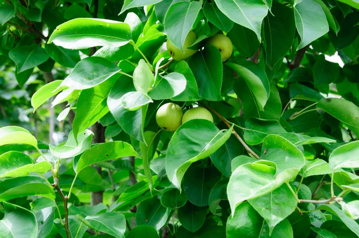 'Shinseiki' Asian Pear - Pyrus (Asian Pear) 'Shinseiki' from EC Browns Nursery
