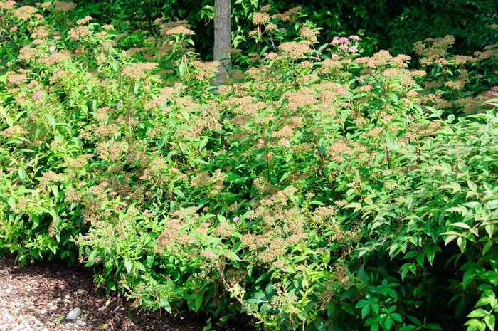 'Shirobana' Spirea - Spiraea japonica 'Shirobana' from EC Browns Nursery