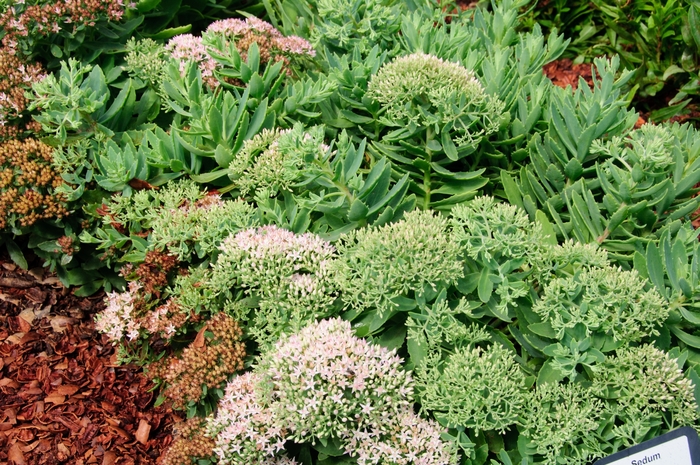 Rock 'N Grow® 'Pure Joy' - Sedum hybrid from EC Browns Nursery