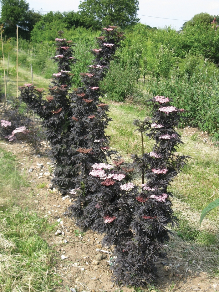 'Strait-Laced&reg;' Elderberry - Sambucus nigra from EC Browns Nursery