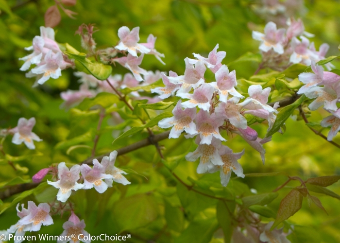 Dream Catcher&reg; - Kolkwitzia amabilis from EC Browns Nursery
