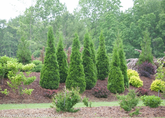 North Pole&reg; - Thuja occidentalis from EC Browns Nursery