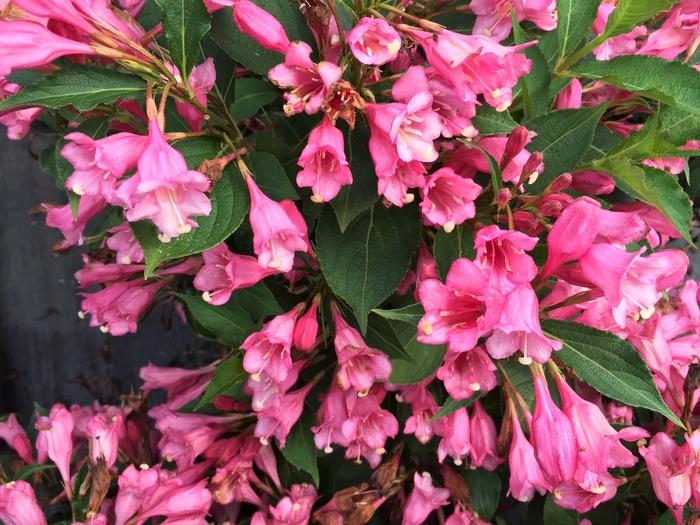 Czechmark Twopink&reg; - Weigela florida from EC Browns Nursery