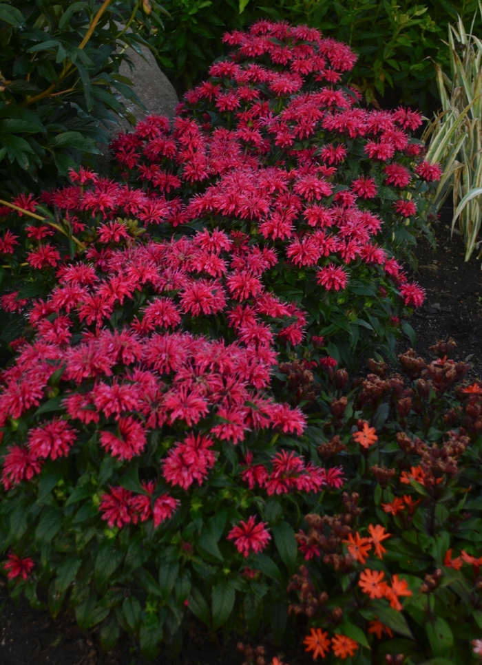 Sugar Buzz&reg; Cherry Pops Bee Balm, Bergamot - Monarda didyma from EC Browns Nursery