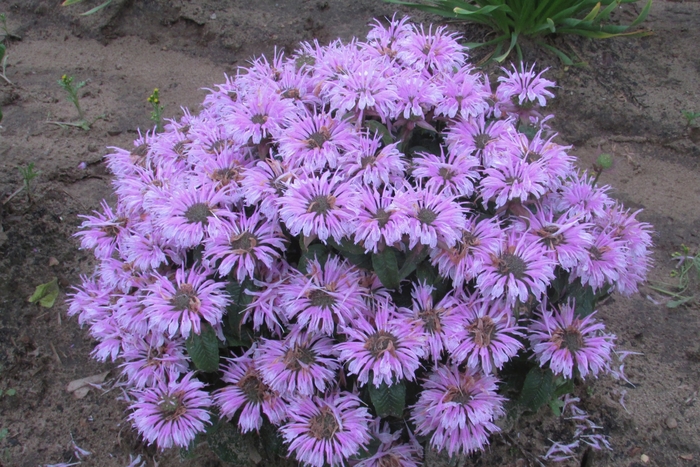 Sugar Buzz&reg; Cotton Candy Bee Balm, Bergamot - Monarda didyma from EC Browns Nursery