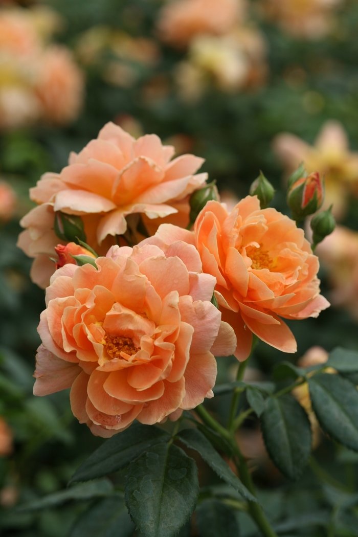 At Last&reg; Hybrid Tea Rose - Rosa 'HORCOGJIL' PP27541, Can 5631 (Hybrid Tea Rose) from EC Browns Nursery