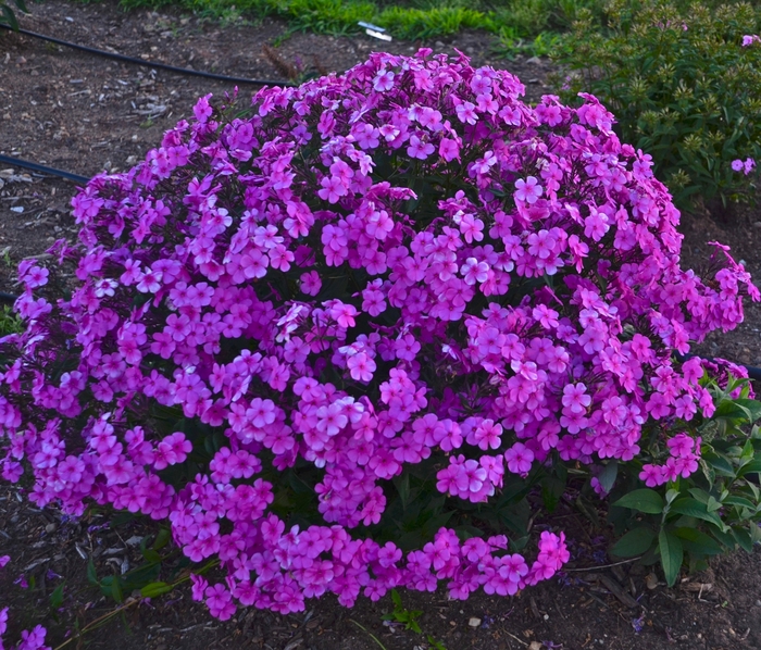 'Cloudburst' - Tall Cushion Phlox from EC Browns Nursery