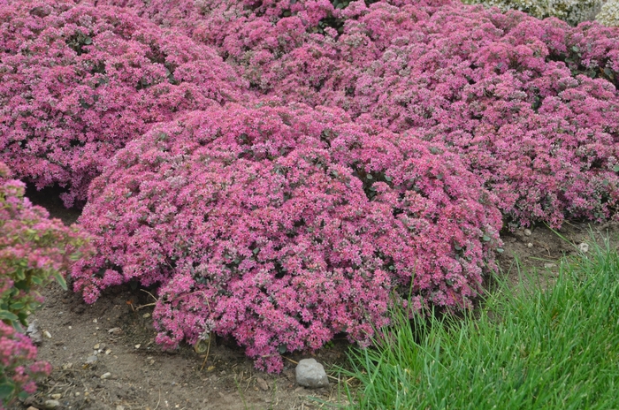 Rock 'N Grow&reg; 'Popstar' - Sedum hybrid from EC Browns Nursery