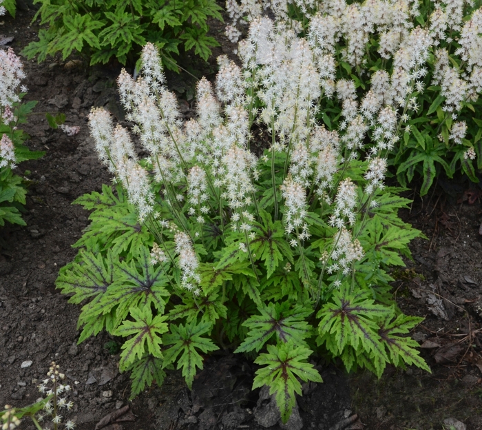 'Cutting Edge' Foamflower - Tiarella from EC Browns Nursery