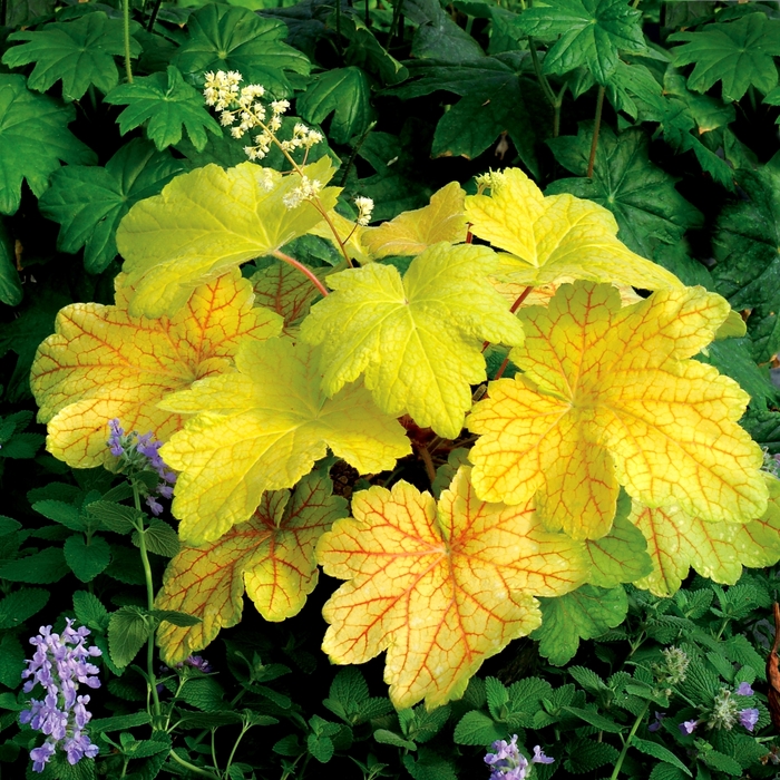 Coral Bells - Heuchera 'Electric Lime' from EC Browns Nursery