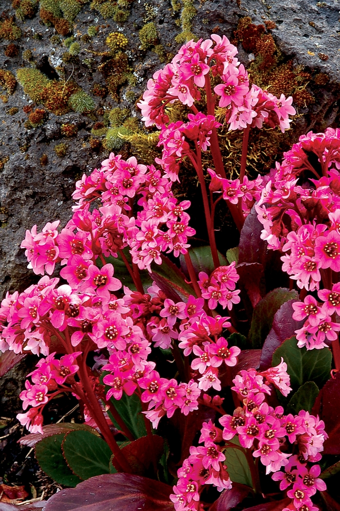 Heartleaf Bergenia - Bergenia 'Pink Dragonfly' from EC Browns Nursery