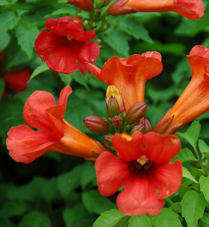Indian Summer Trumper Vine - Campsis x tagliabuana from EC Browns Nursery