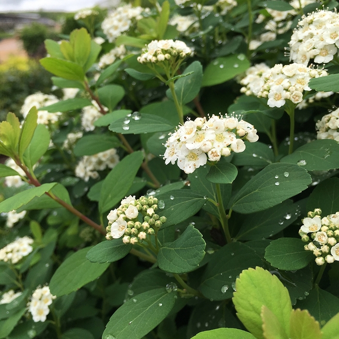 Tor Birchleaf Spirea - Spiraea bet. 'Tot' from EC Browns Nursery