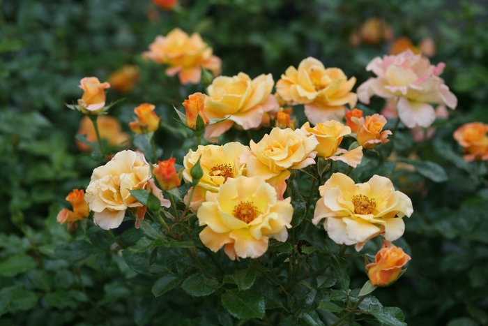 Sunorita&reg; Rose - Rosa 'Chewgewest' PP31005, CPBRAF from EC Browns Nursery
