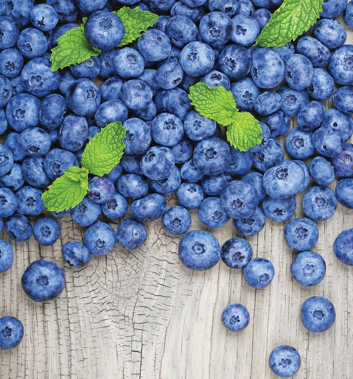 Jersey Blueberry - Blueberry 'Jersey' from EC Browns Nursery