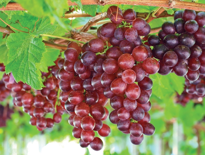Catawba Grape - Vitis vinifera 'Catawba' from EC Browns Nursery