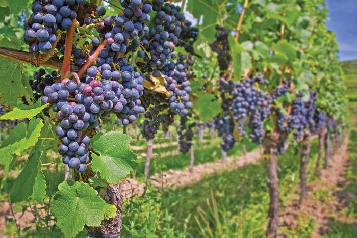 St. Croix Grape - Vitis vinifera 'St. Croix Red' from EC Browns Nursery