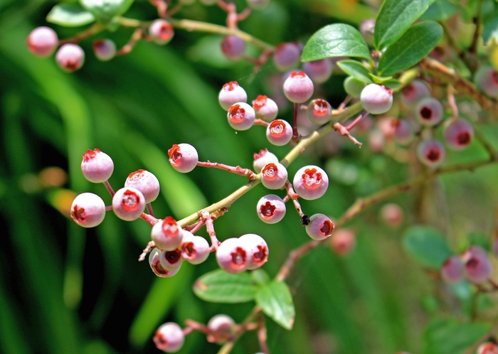 Pink Popcorn Blueberry - Vaccinium angustifolium 'Pink Popcorn' from EC Browns Nursery