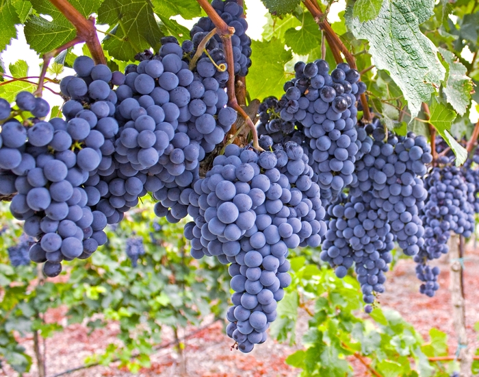 Beta Grape - Vitis 'Beta' from EC Browns Nursery