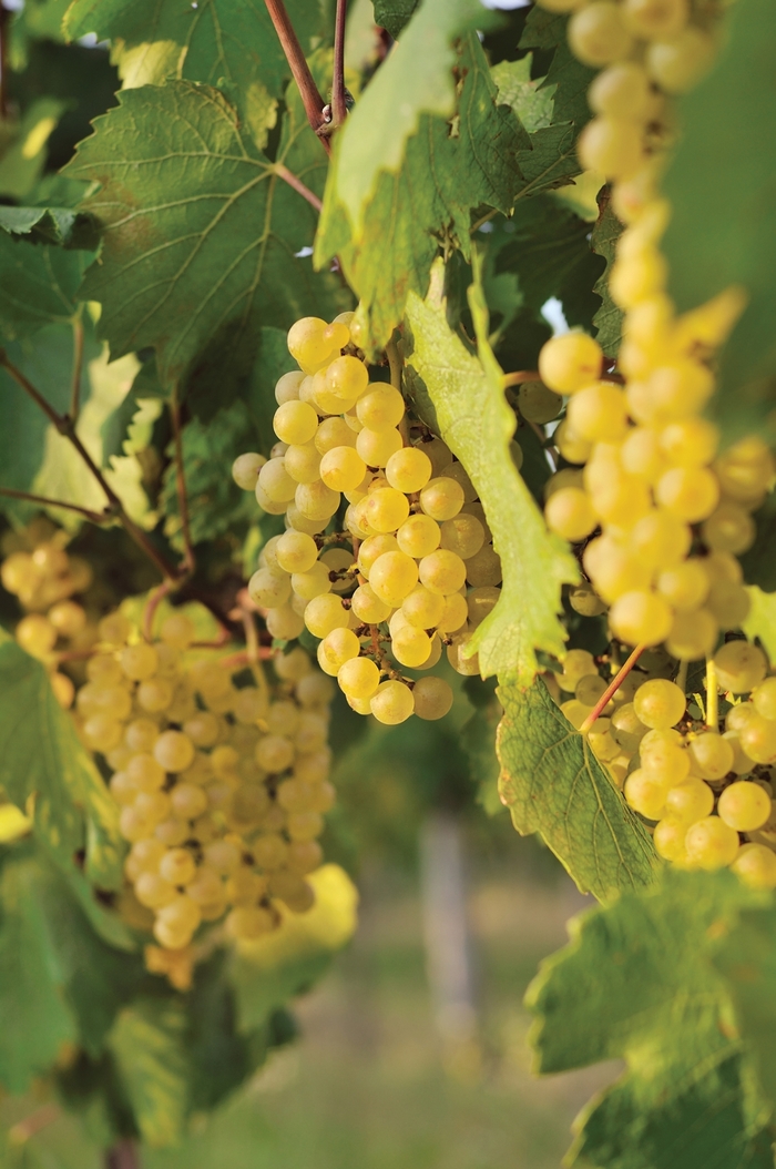 Edelweiss Grape - Vitis vinifera 'Edelweiss' from EC Browns Nursery