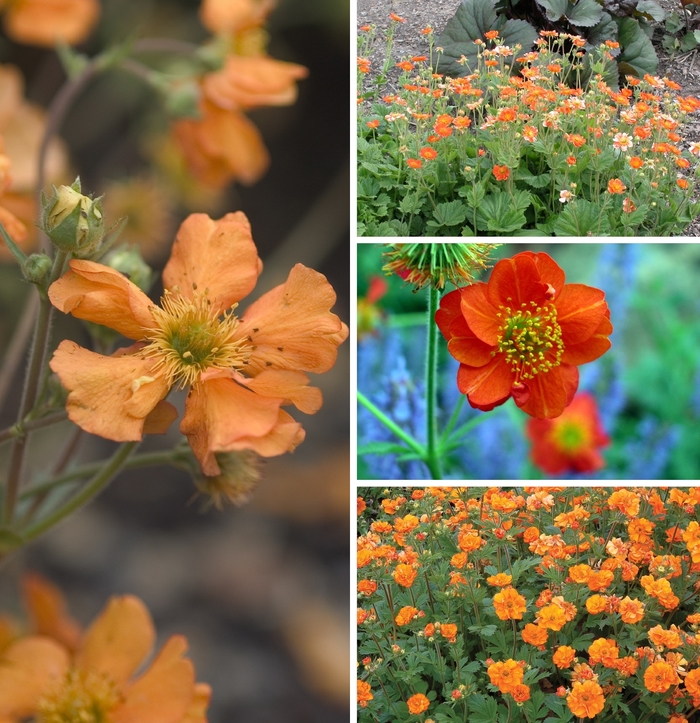 Geum - Geum from EC Browns Nursery