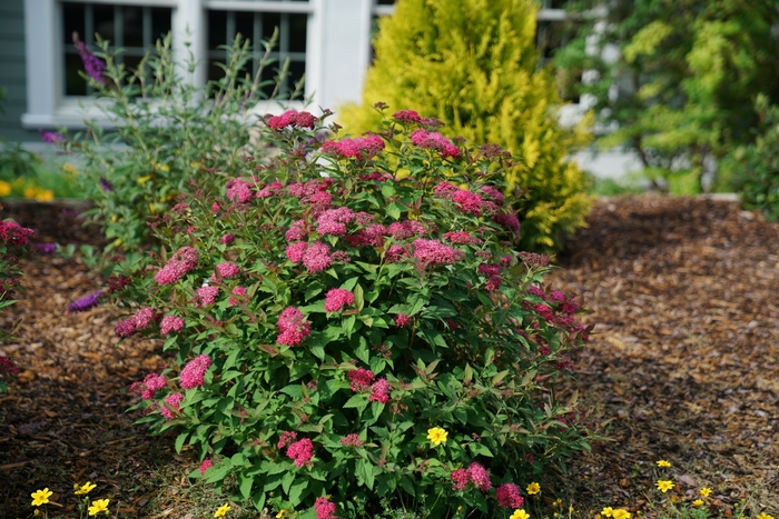 Double Play Doozie&reg; - Spiraea x from EC Browns Nursery