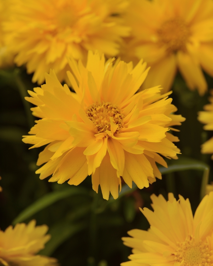 'Double the Sun' - Coreopsis grandiflora (Tickseed) from EC Browns Nursery