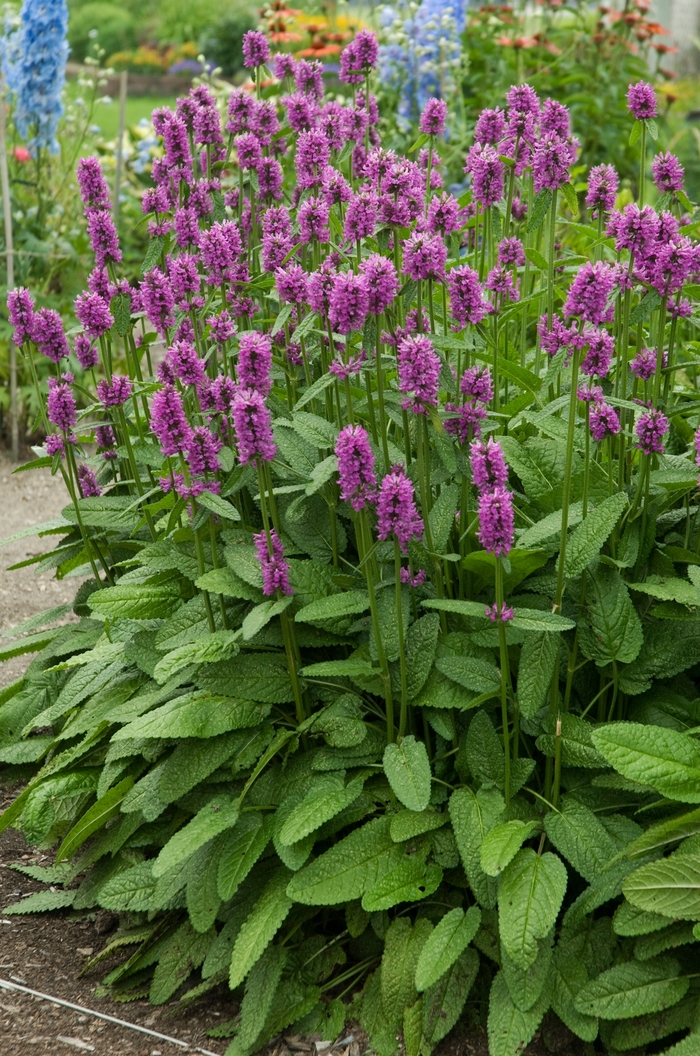 Betony - Stachys 'Hummelo' from EC Browns Nursery