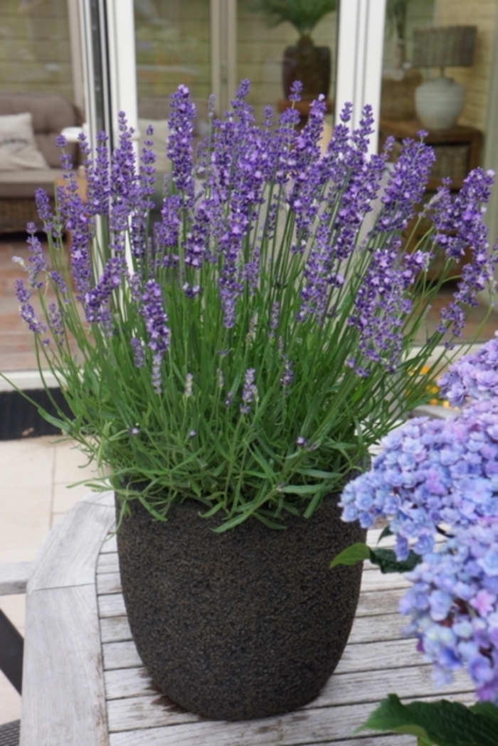 Big Time Blue English Lavender - Lavandula angustifolia 'Armtipp01' PP24827 (English Lavender) from EC Browns Nursery
