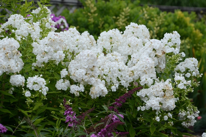 Garden Phlox - Phlox paniculata 'David' from EC Browns Nursery