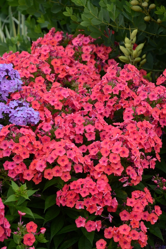 Flame&trade; Coral Flame&reg; - Phlox paniculata 'Coral Flame&reg;' PP22234 (Garden Phlox) from EC Browns Nursery